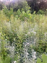 Attēlu rezultāti vaicājumam “Anaphalis margaritacea leaf”