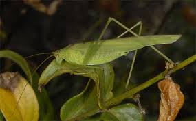 Attēlu rezultāti vaicājumam “Phaneroptera falcata”