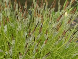 Attēlu rezultāti vaicājumam “Carex elata flower”