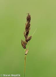 Attēlu rezultāti vaicājumam “Carex disticha”