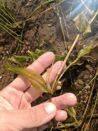 Attēlu rezultāti vaicājumam “Potamogeton praelongus”