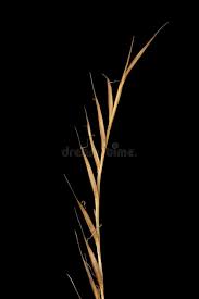 Attēlu rezultāti vaicājumam “Nardus stricta fruit”