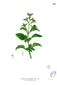 Image result for Ageratum conyzoides