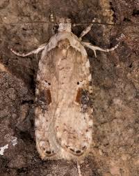 Attēlu rezultāti vaicājumam “Agonopterix alstromeriana”
