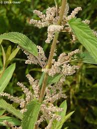 Attēlu rezultāti vaicājumam “Urtica dioica fruit”