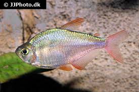 Attēlu rezultāti vaicājumam “Bilimbia tetramera”