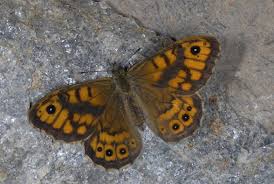 Attēlu rezultāti vaicājumam “Lasiommata megera underside”