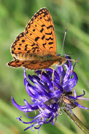 Attēlu rezultāti vaicājumam “Clossiana selene”