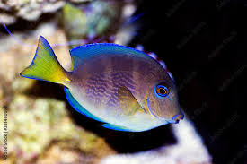 Image result for Acanthurus coeruleus