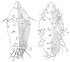 Attēlu rezultāti vaicājumam “Diaperis boleti imago”