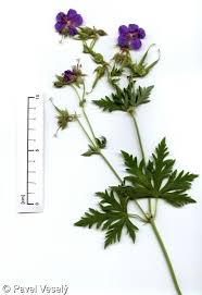 Attēlu rezultāti vaicājumam “Geranium pratense”