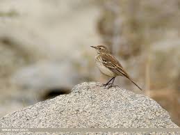 Image result for Anthus spinoletta