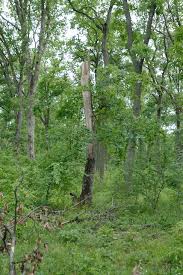 Attēlu rezultāti vaicājumam “Dendrocopos medius nest”