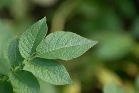 Attēlu rezultāti vaicājumam “Solanum tuberosum leaf”