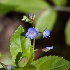 Attēlu rezultāti vaicājumam “Plantaginaceae”