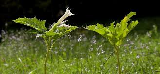 Image result for Datura stramonium