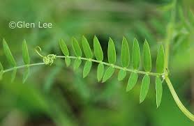 Attēlu rezultāti vaicājumam “Vicia cracca leaf”