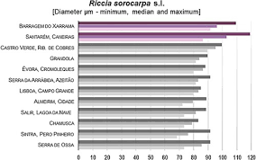 Attēlu rezultāti vaicājumam “Riccia sorocarpa macro”