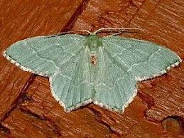 Attēlu rezultāti vaicājumam “Hemithea aestivaria”