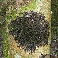 Attēlu rezultāti vaicājumam “Frullania fragilifolia macro”