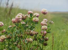 Attēlu rezultāti vaicājumam “Trifolium hybridum”