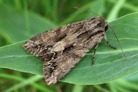 Attēlu rezultāti vaicājumam “Apamea monoglypha”