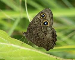 Attēlu rezultāti vaicājumam “Dicyphus nymph”