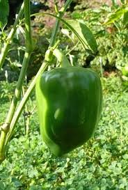 Afbeeldingsresultaat voor chocolate beauty sweet pepper