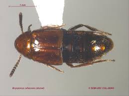 Attēlu rezultāti vaicājumam “Tachyporus sp.”