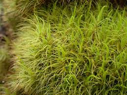 Attēlu rezultāti vaicājumam “Dicranum undulatum”