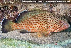Image result for Epinephelus guttatus