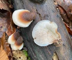 Attēlu rezultāti vaicājumam “Lentinellus ursinus”