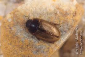 Attēlu rezultāti vaicājumam “Bitoma crenata imago”