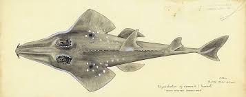 Image result for Rhynchobatus djiddensis