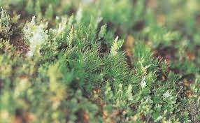 Attēlu rezultāti vaicājumam “Dicranodontium denudatum”