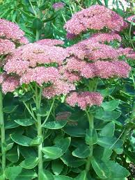 Attēlu rezultāti vaicājumam “Hylotelephium telephium flower”