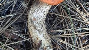 Attēlu rezultāti vaicājumam “Leccinum vulpinum”