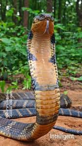 Attēlu rezultāti vaicājumam “Serpentes”