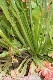 Attēlu rezultāti vaicājumam “Trichia botrytis stalked”