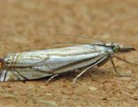 Attēlu rezultāti vaicājumam “Crambus lathoniellus”