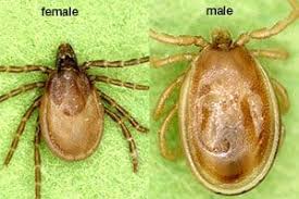 Attēlu rezultāti vaicājumam “Ixodes male”