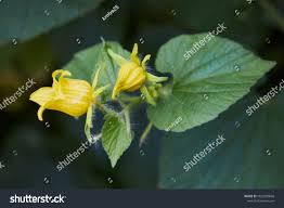 Attēlu rezultāti vaicājumam “Thladiantha dubia flower”