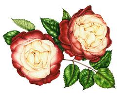 Attēlu rezultāti vaicājumam “Rosaceae”