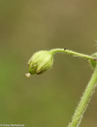 Attēlu rezultāti vaicājumam “Myosoton aquaticum flower”
