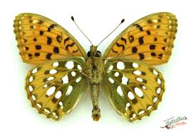 Attēlu rezultāti vaicājumam “Argynnis aglaja underside”