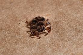 Attēlu rezultāti vaicājumam “Lipoptena cervi”