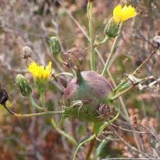 Attēlu rezultāti vaicājumam “Aulacidea hieracii”