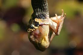 Image result for Ringelnatter