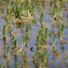 Attēlu rezultāti vaicājumam “Hippuridaceae”