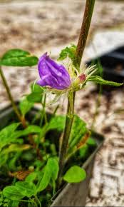 Attēlu rezultāti vaicājumam “Campanula glomerata fruit”